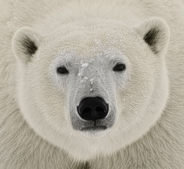 640x590 Polar Bear Face Close Up! Beautiful! - Polar Bear Face Drawing