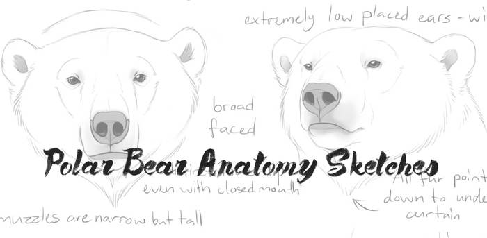 700x343 Polar Bear Anatomy Sketches - Polar Bear Face Drawing