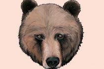 210x140 Tag Drawing A Polar Bear Face - Polar Bear Face Drawing