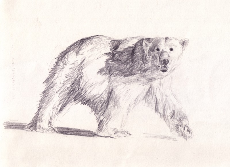 800x581 Polar Bear Face Drawing - Polar Bear Face Drawing