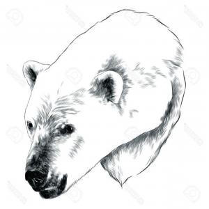 Polar Bear Head Drawing at PaintingValley.com | Explore collection of ...