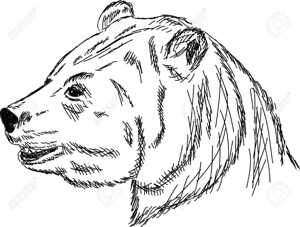 1024x774 Polar Bear Head Drawing Easy - Polar Bear Head Drawing