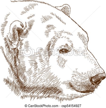 450x459 Polar Bear Head Drawing - Polar Bear Head Drawing