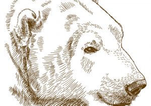 300x210 bear head drawing how to draw grizzly bears, stepstep, forest - Polar Bear Head Drawing
