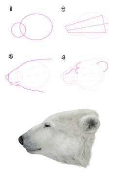 236x357 howtodrawbears polar bear head polar bears - Polar Bear Head Drawing