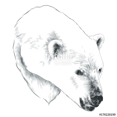 Polar Bear Head Drawing at PaintingValley.com | Explore collection of