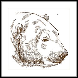 Polar Bear Head Drawing at PaintingValley.com | Explore collection of ...