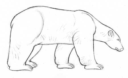 450x273 Line Drawing Of A Polar Bear For My Grade Class Animal Art - Polar Bear Line Drawing