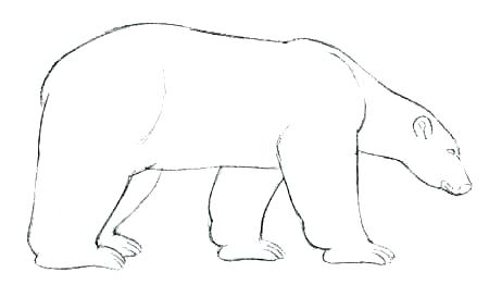 450x273 polar bear hair color clear coloring pages draw a drawn printable - Polar Bear Line Drawing