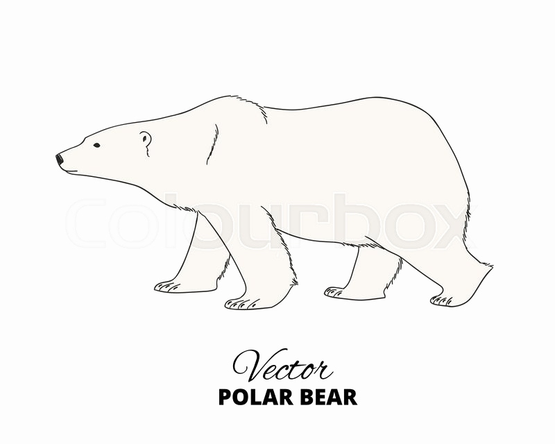 800x640 polar bear sketch lovely polar bear line drawing - Polar Bear Line Drawing