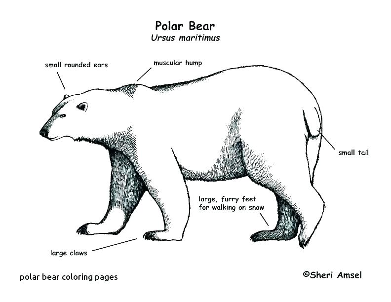792x612 polar bear to color little bear coloring pages little bear - Polar Bear Line Drawing