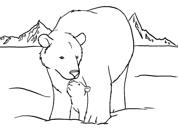 580x435 polar bear to color practical polar bears color bear line drawing - Polar Bear Line Drawing