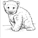 150x150 practical polar bears color bear line drawing at getdrawings com - Polar Bear Line Drawing