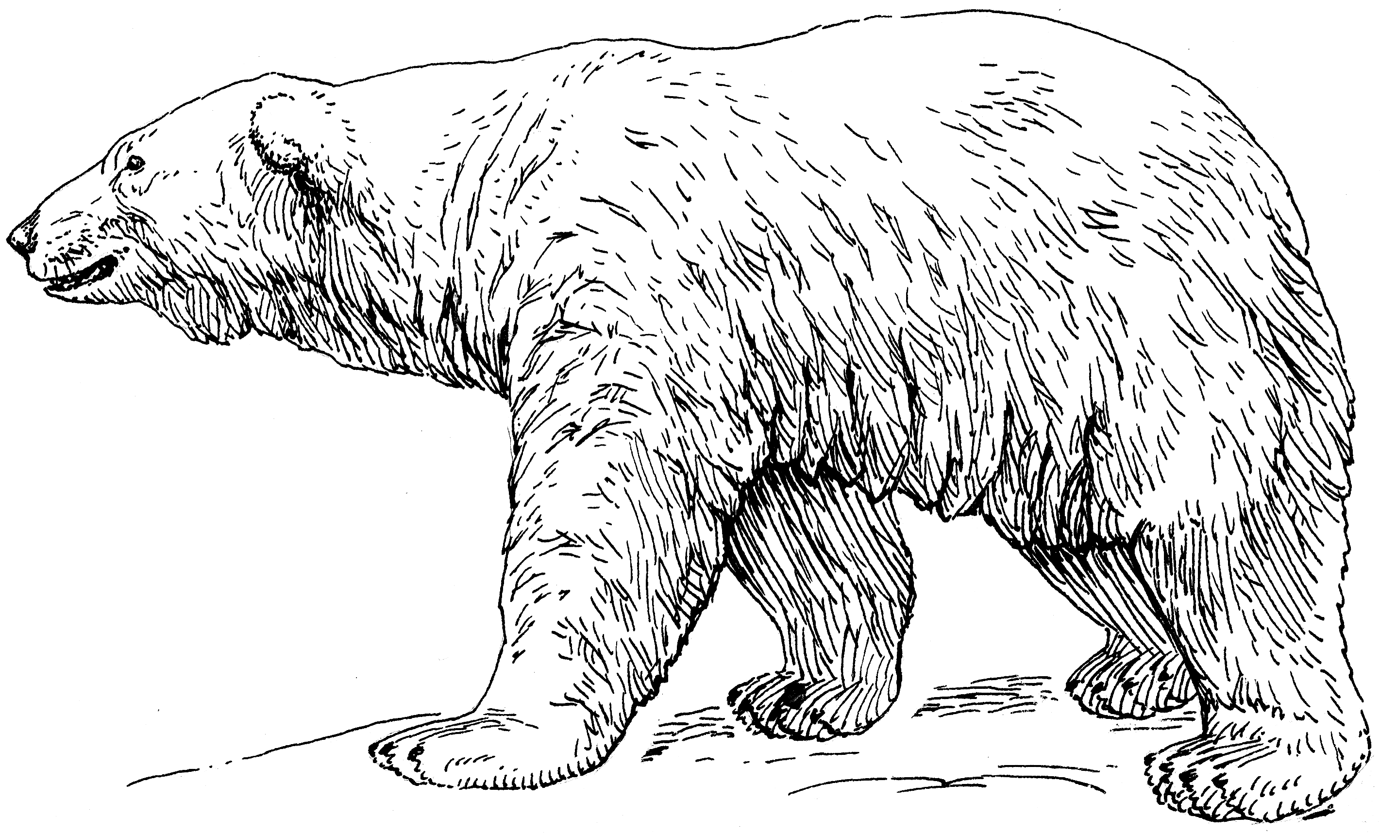 2842x1716 mdna and fossil exam links bear evolution bears polar bear - Polar Bear Line Drawing