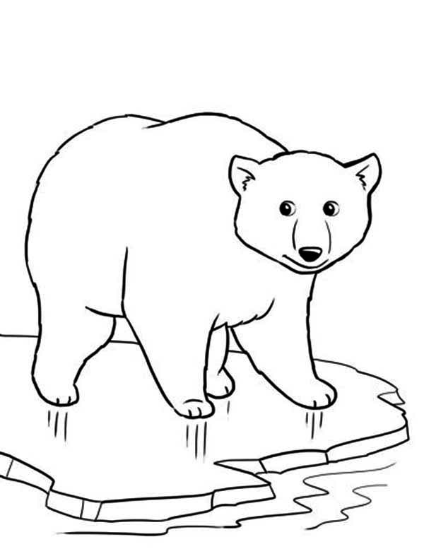600x777 polar bear curious drawing - Polar Bear Line Drawing