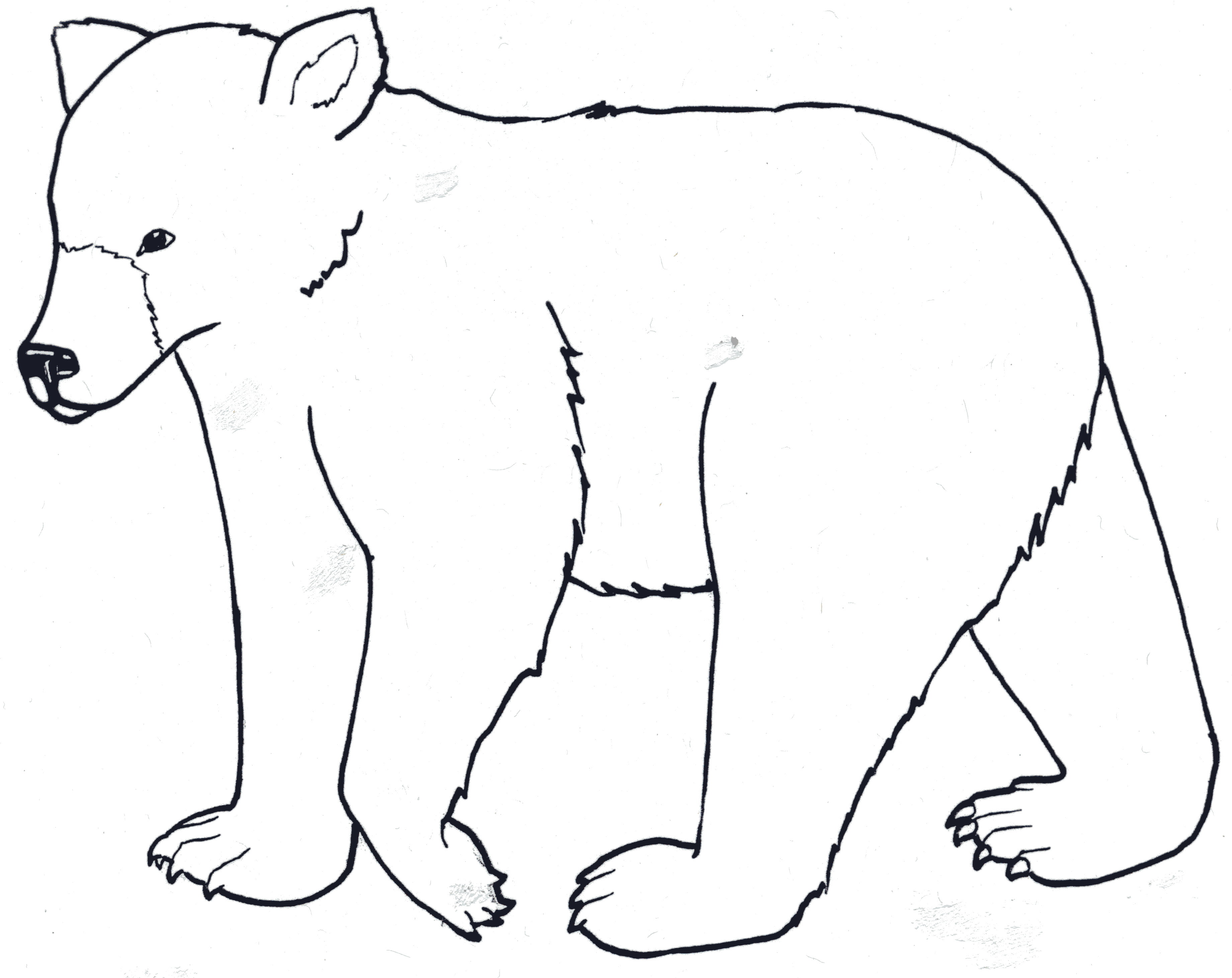 3682x2923 Polar Bear Outline Drawing - Polar Bear Outline Drawing