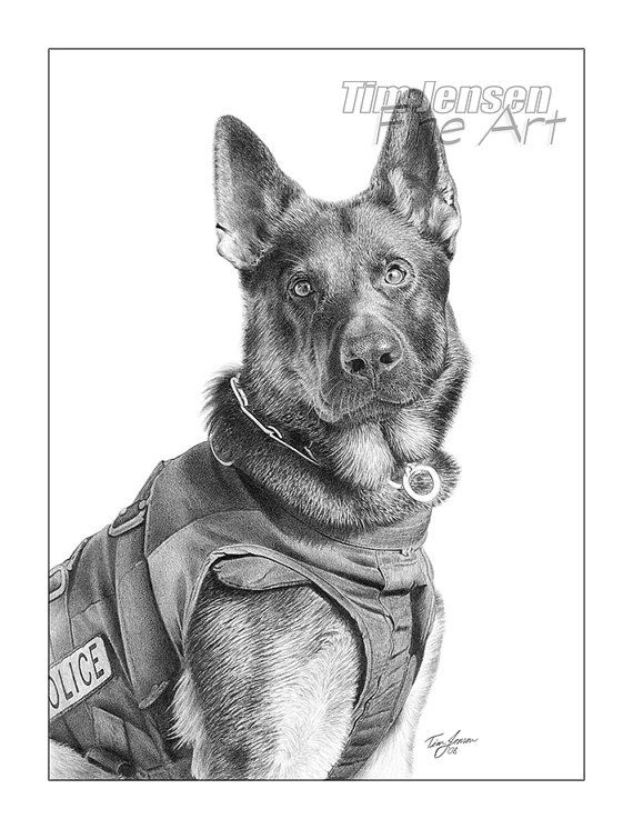 Police Dog Drawing at Explore collection of Police