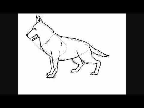 480x360 How To Draw A Dog Breed German Shepherd - Police Dog Drawing