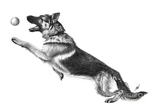 300x212 Police Dog Drawings Fine Art America - Police Dog Drawing