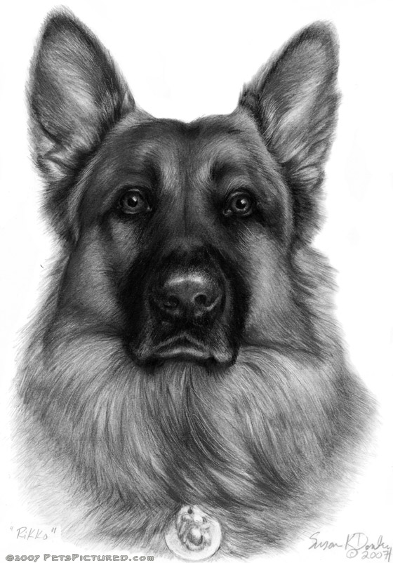 560x802 Rikko, Officer, German Shepherd Dog Portrait - Police Dog Drawing