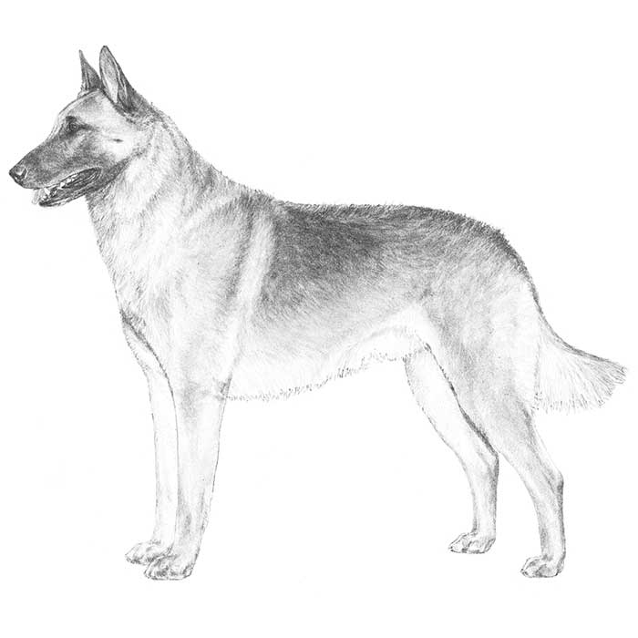 Police Dog Drawing at Explore collection of Police