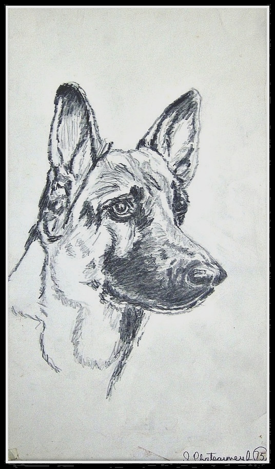 536x914 German Police Dog - Police Dog Drawing