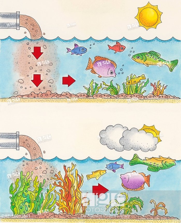 699x862 Diagram Of Eutrophication - Pollution Drawing
