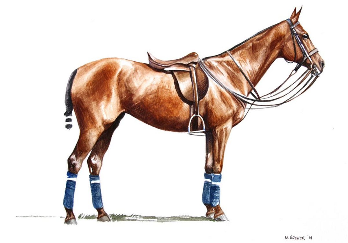 1200x839 Fip Polo On Twitter We Love This Stunning Drawing Of A Beautiful - Polo Drawinging