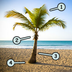 250x250 how to draw palm trees - Pom Tree Drawing