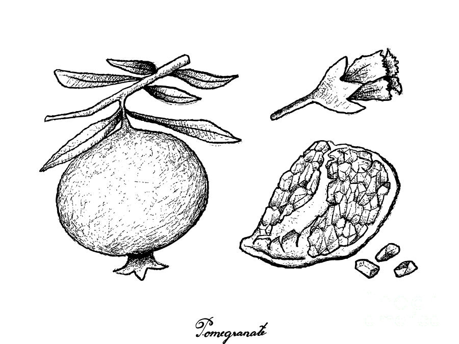 900x675 Hand Drawn Of Ripe Pomegranate On White Background Drawing - Pomegranate Drawing
