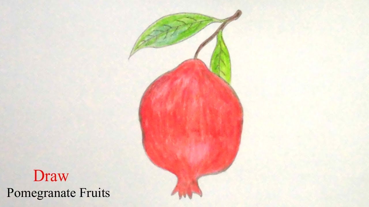 Pomegranate Drawing at PaintingValley.com | Explore collection of