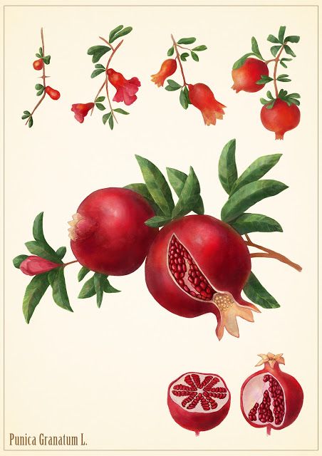 452x640 Punica Granatum - Pomegranate Drawing