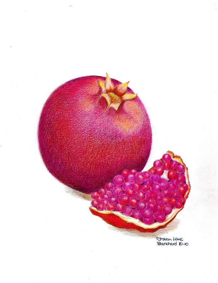 693x900 La Grenade Drawing - Pomegranate Drawing