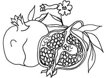 350x259 pomegranate drawing fo it's national pomegranate month! - Pomegranate Drawing