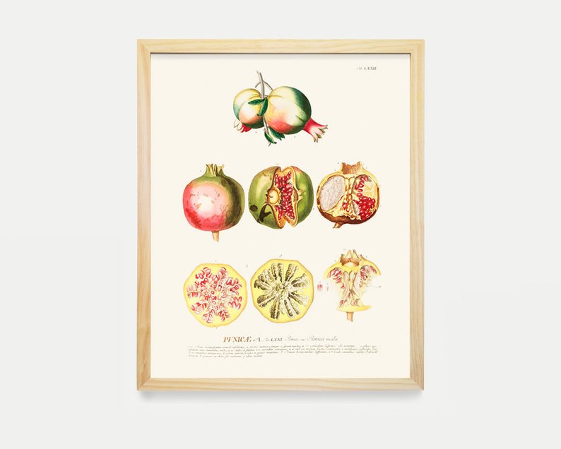 794x636 Pomegranate Fruit Drawing Plant Drawing Historical Etsy - Pomegranate Drawing