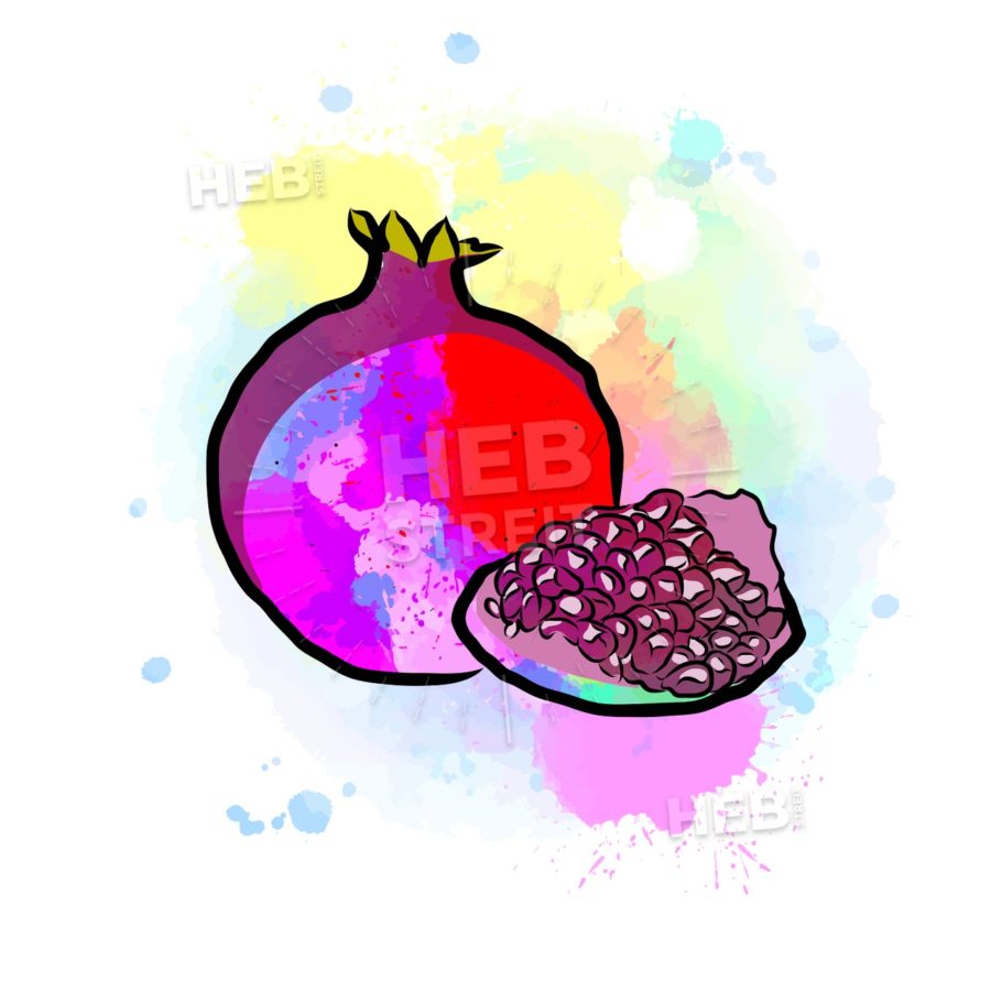 900x900 colored drawing of pomegranate hebstreits sketches - Pomegranate Drawing