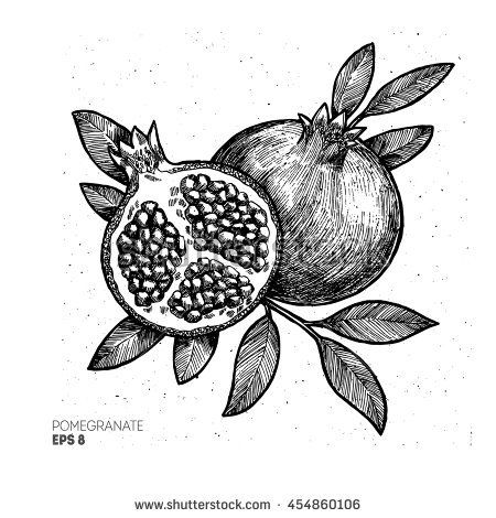 450x470 pomegranate illustration vintage engraved style illustration - Pomegranate Drawing