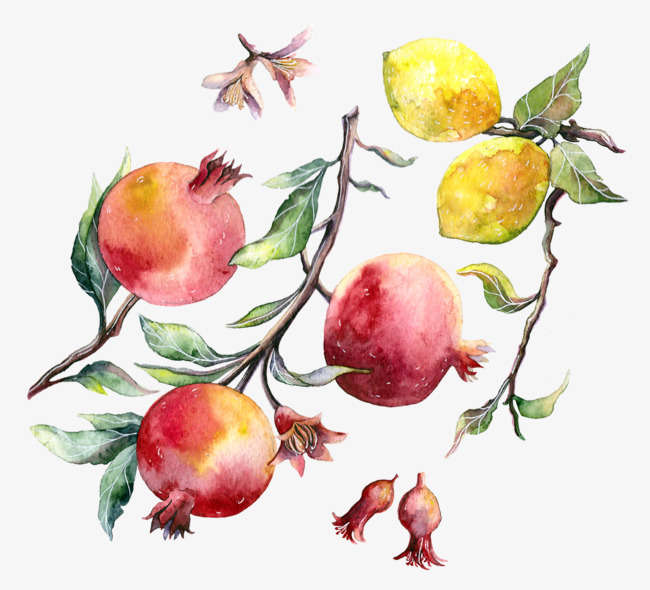 650x590 Drawing Pomegranate And Pears, Watercolor, Fruit, Pomegranate Png - Pomegranate Drawing