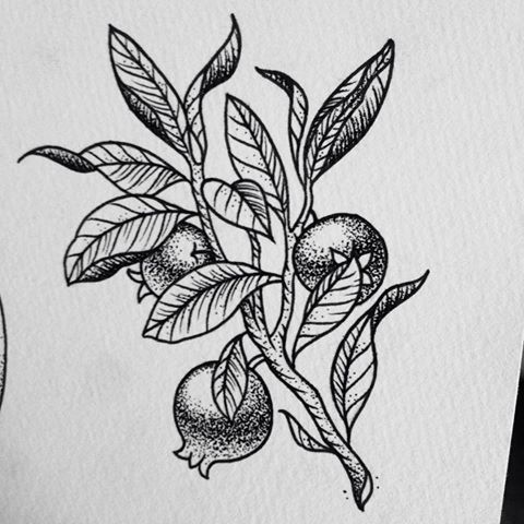 480x480 image result for pomegranate tree tattoo tattoo pomegranate - Pomegranate Tree Drawing