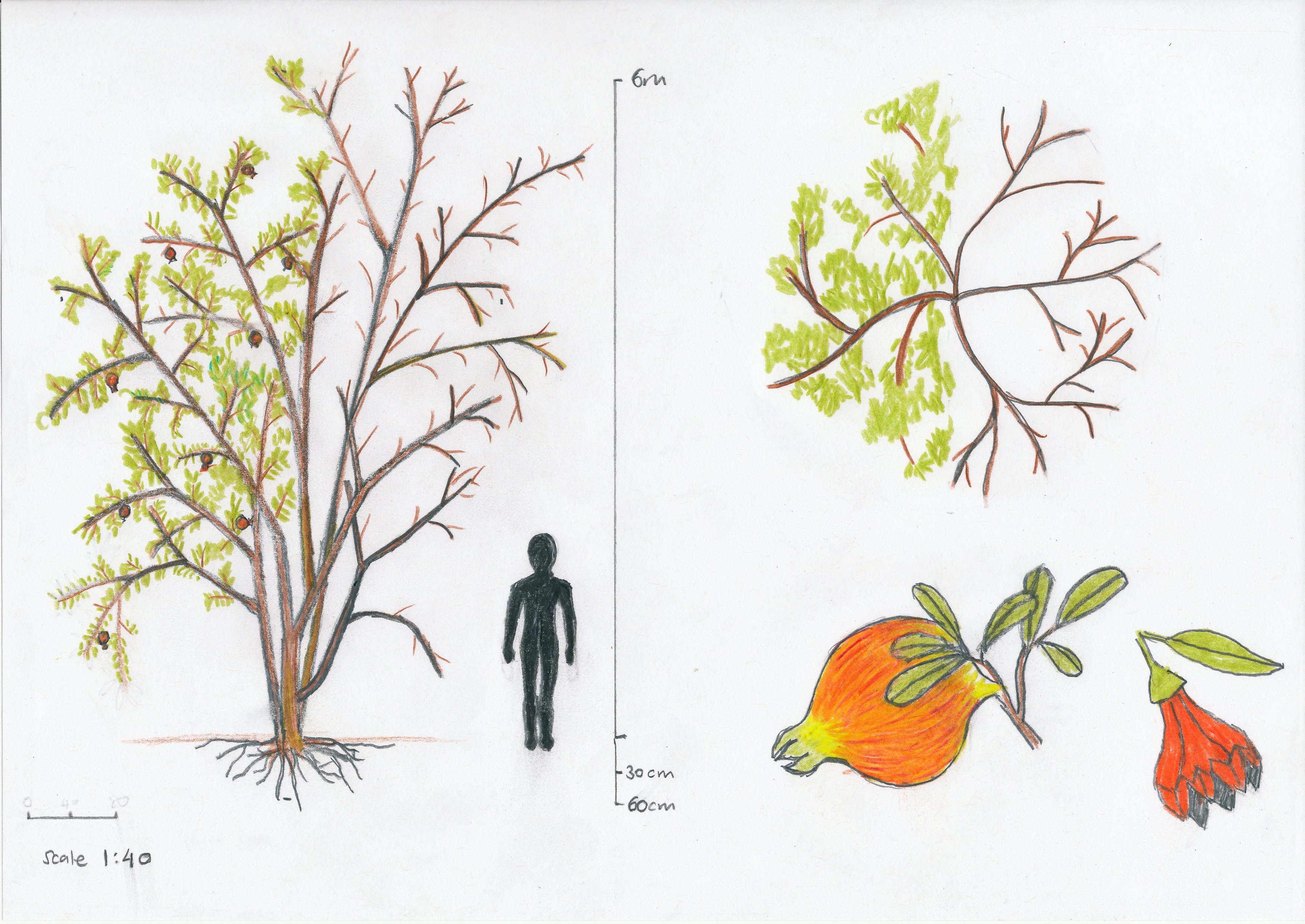 3500x2480 pomegranate permaculture course online - Pomegranate Tree Drawing