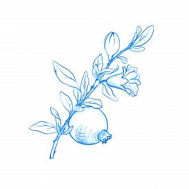 275x275 pomegranate drawing photos and images - Pomegranate Tree Drawing