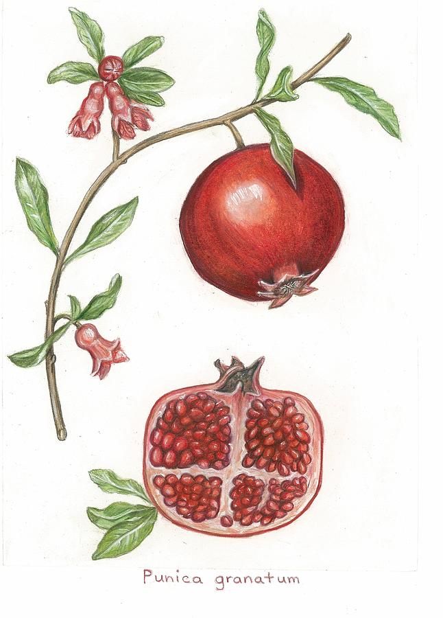 Pomegranate Tree Drawing at Explore collection of
