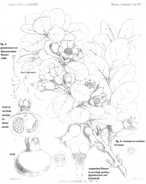496x626 pomegranate tree drawing - Pomegranate Tree Drawing
