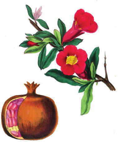 380x466 pomegranate tree plant - Pomegranate Tree Drawing