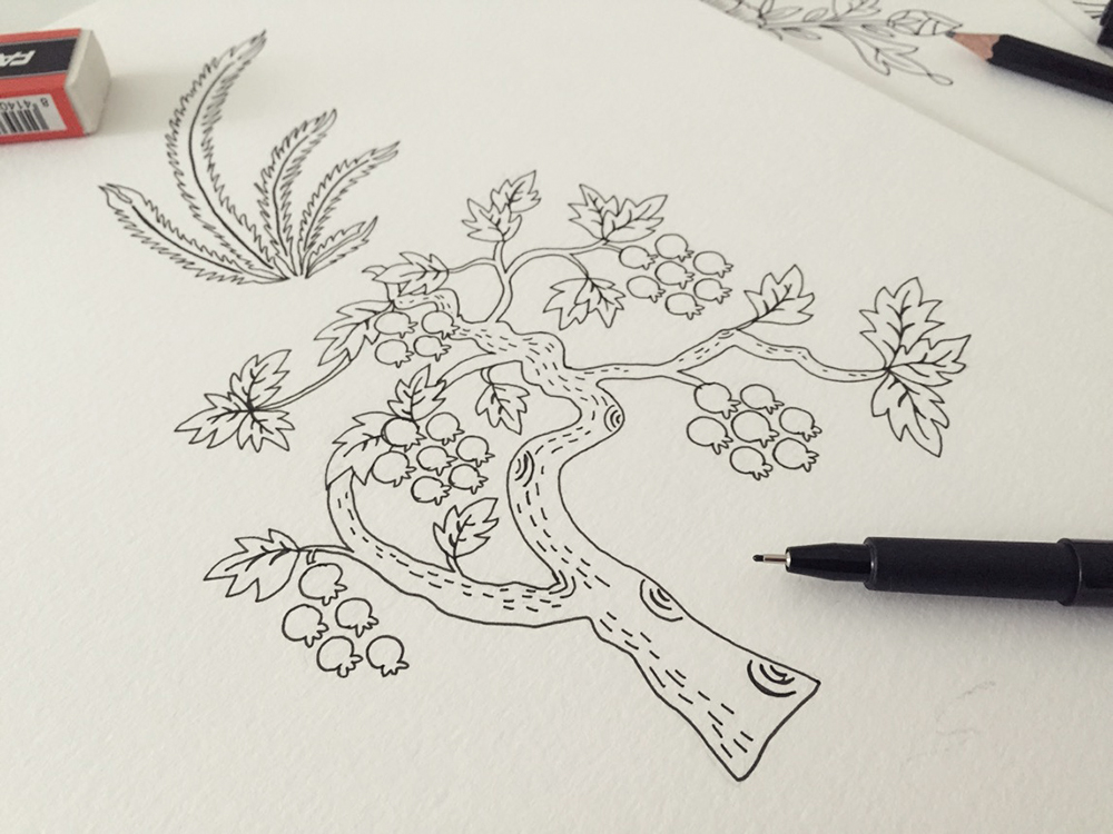 1000x750 pomegranate tree - Pomegranate Tree Drawing