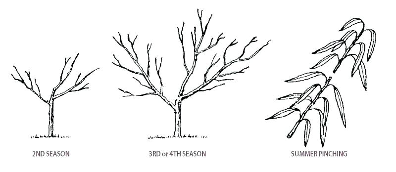 800x348 how to prune pomegranate tree how to prune a pomegranate tree see - Pomegranate Tree Drawing