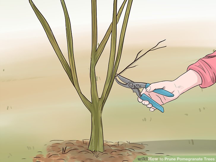 728x546 how to prune pomegranate trees steps - Pomegranate Tree Drawing