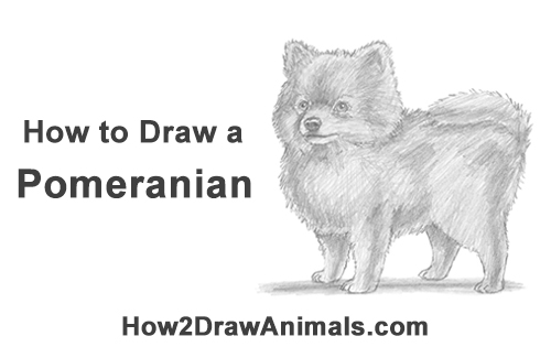500x315 How To Draw A Dog - Pomeranian Drawing
