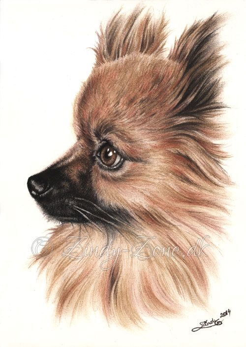 500x705 My First Colour Drawing Of A Dog, A Beautiful Pomeranian Soft - Pomeranian Drawing
