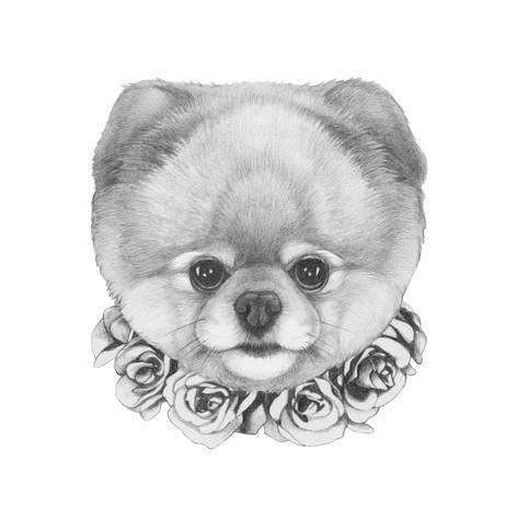 473x473 Original Drawing Of Pomeranian Dog With Roses Isolated On White - Pomeranian Drawing